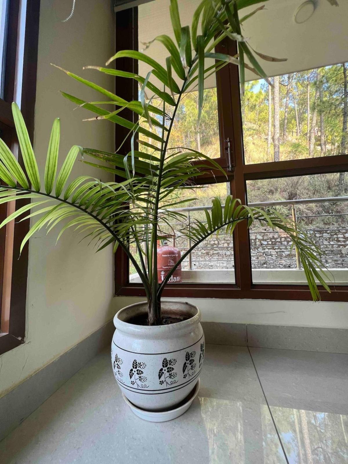 2Bhk Furnished Apartment/Near Kasauli/Barog/Luv Fun & Adventure โซลัน ภายนอก รูปภาพ